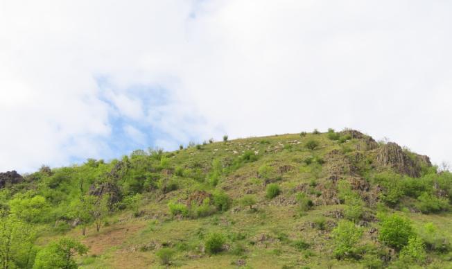 Spásání pastvin v CHKO Brdy, autor: Alexandra Tamchynová