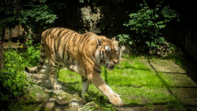 Samec tygra ussurijského v jednom z venkovních výběhů