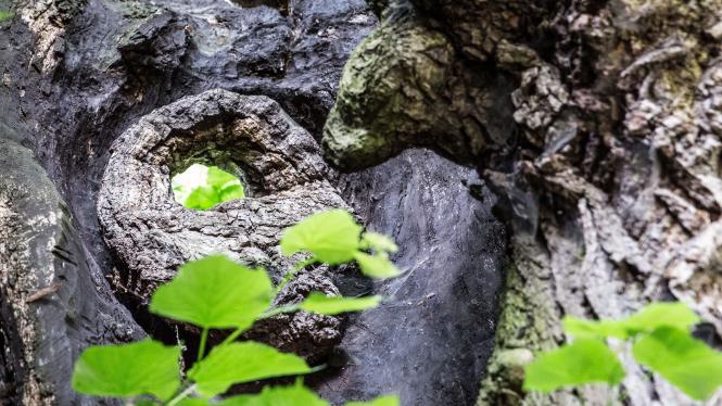 strom_lipa Cropped.jpg