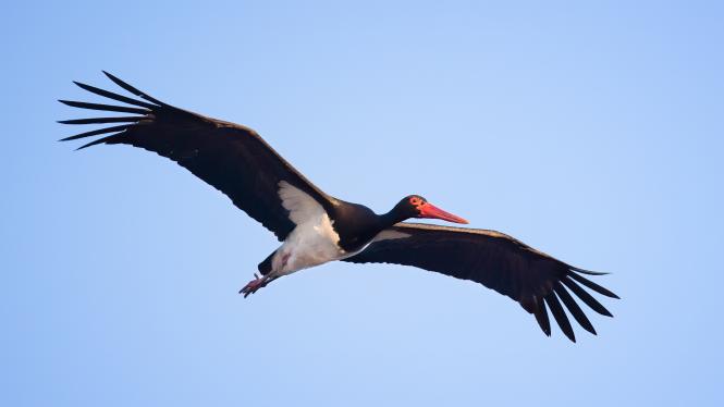 vestnik 1 Cropped.jpg