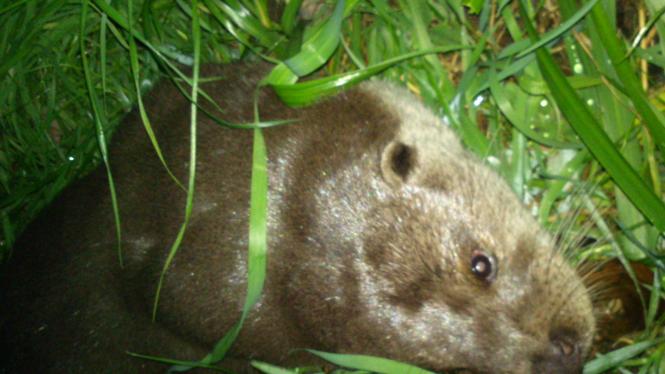 vydra_pytlaci Cropped.jpg