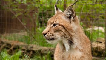 Záchranná stanice Pasička Rys