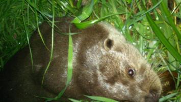 vydra_pytlaci Cropped.jpg