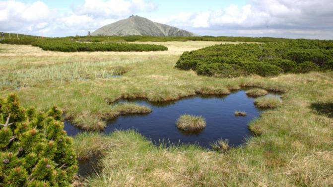 mzp_mokrad_120_2082KrkonošskáRaš